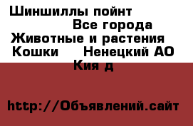 Шиншиллы пойнт ns1133,ny1133. - Все города Животные и растения » Кошки   . Ненецкий АО,Кия д.